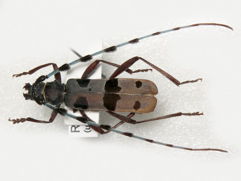 Rosalia alpina (Linnaeus, 1758)